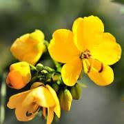 Image result for Senna singueana