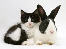 Levent Yildirim Adli Kullanicinin Tuxedo Cats Smokin Kediler Panosundaki Pin Kedi