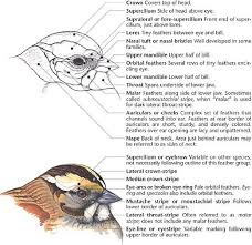 Birds Of A Feather 2019 Characters Swartzentrover Com External Anatomy Of A Bird With Images Bird Drawings Birds Bird Carving