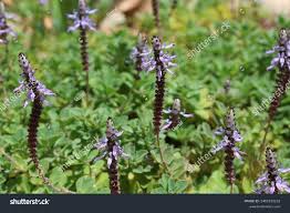 Image result for Coleus caninus
