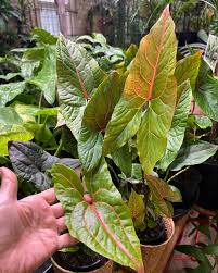 Image result for Disperis johnstonii