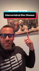 Do You Know What Intervertebral Disc Disease Is (IVDD)? Watch Henry’s  remarkable journey. Not all herniated discs present midback or lumbar  region. Thank you to my awesome friend & colleague, ...