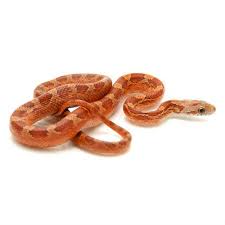 Pin On Snakes