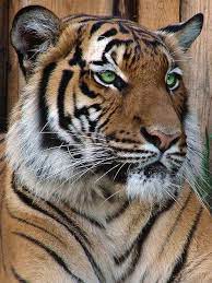 Pin On Big Cats