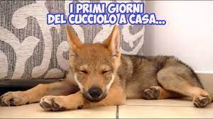 Mantenendo gli stessi prezzi che da sempre ricordo altamente competitivi e con scorte per almeno due mesi in magazzino , se impossibilitati a venirci a trovare , servizio a. Il Primo Giorno A Casa Del Cucciolo Youtube