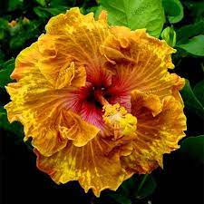 100pcs Bag Hibiscus Seeds Bonsai Hibiscus Garden Hibiscus Flower Garden