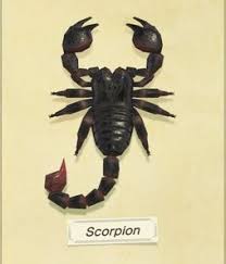 Scorpions — wind of change (crazy world 1990). Scorpion Animal Crossing Wiki Fandom