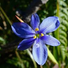 Image result for Aristea ecklonii