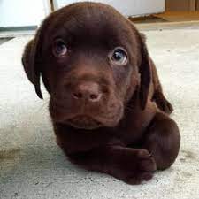 Greenfield puppies has puppies for sale in ohio! 900 Labrador Ideen In 2021 Labrador Familienhund Hunde