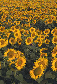 Where can i pick my own flowers near me. 33 Best Sunflower Fields Near Me Top Sunflower Fields Mazes In The U S