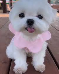 We shop and deliver, and you enjoy. 22 Best White Teddy Bear Puppies Ideas Puppies Maltese Puppy Maltese Dogs