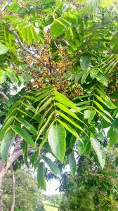 Image result for Centrolobium