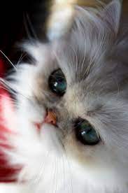 insigns djulin black chinchilla persian girl cats cattery pet owners