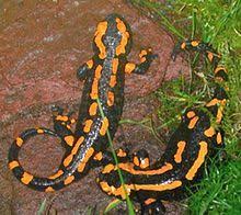 Fire Salamander Salamander Amphibians Tiger Salamander