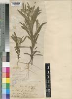 Image result for Vernonia galpinii