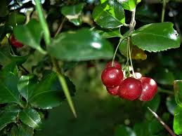 Image result for Gymnosporia buchananii