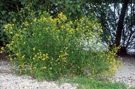 Image result for Rorippa nudiuscula