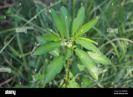 Image result for Corchorus olitorius