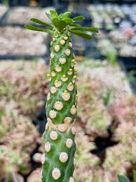 Image result for Euphorbia depauperata