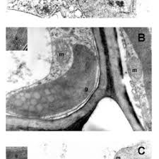 Image result for Xerophyta scabrida