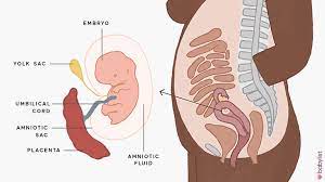 Baby development at 9 weeks. 9 Weeks Pregnant Symptoms Baby Development Tips Babylist