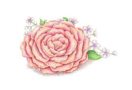 Gambar bunga bunga sakura bisa lo dapatkan di halaman ini. Cara Menggambar Bunga Musim Semi Dengan Pensil Warna