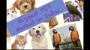 We did not find results for: Pet Market In Dubai Petmarketindubai Petshops Dubai Dubaishops Youtube