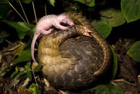 Anne Chinese Pangolin Ile Yavrusu Baby Pangolin Pangolin Endangered Animals