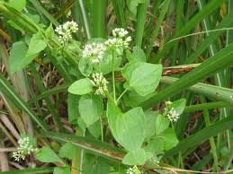 Image result for Mikania