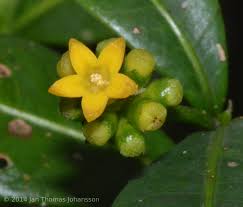 Image result for Psychotria heterosticta
