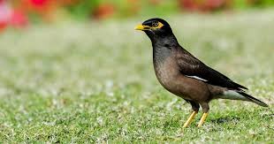 Myna birds are a pest. Common Indian Mynas Whitehorse City Council