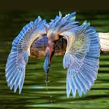 Pin By Ethem Pekcan On Animals Beautiful Birds Animals Beautiful Birds