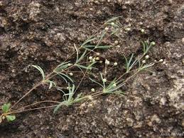 Image result for Hypertelis cerviana