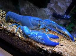 Preparare le aragoste per la cottura. Aragosta Astice Lobster E Aragosta Blu Ilcuocoincamicia Com