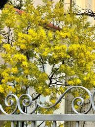 Image result for Acacia decurrens