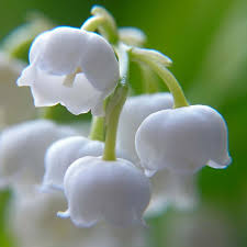 Maybe you would like to learn more about one of these? Convallaria Lily Of The Valley Longfield Gardens