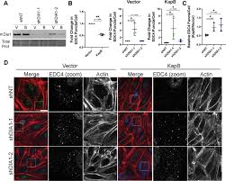 Maybe you would like to learn more about one of these? Viral Manipulation Of Mechanoresponsive Signaling Disassembles Processing Bodies Biorxiv