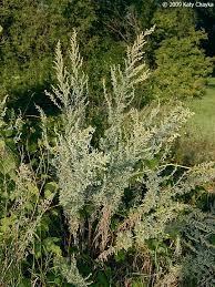 Image result for Artemisia sp.no.1