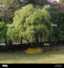 Image result for Gymnosporia putterlickioides