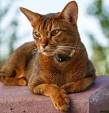 Abyssinian Kittens for Sale by Reputable Breeders ...
