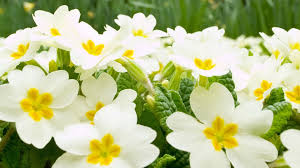 Beautiful white flowers images hd. Beautiful White Flowers Wallpaper Free Hd Wallpaper Download Beautiful White Flowers Wallpa White Flower Wallpaper White Flowers Garden Spring Garden Flowers