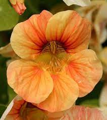 Geno S Garden Design Coaching Nasturtium Plants Perennial Plants