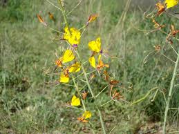 Image result for Acrotome inflata