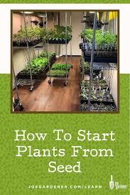 Ligue 1 · 19ª giornata. Everything You Need To Know To Start Your Own Plants From Seed Indoors Out In 2020 Seed Resep Kuini