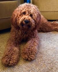 Maybe you would like to learn more about one of these? Adult Mini Goldendoodle And Mini Irish Goldendoodle Pictures