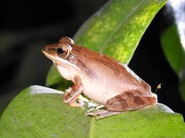 Image result for Polystachya macropoda