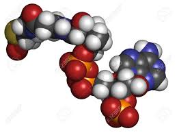 Coenzyme a (coa, shcoa, coash) is a coenzyme, notable for its role in the synthesis and oxidation of fatty acids, and the oxidation of pyruvate in the citric acid cycle. Acetyl Coenzym A Acetyl Coa Biochemische Molekulare Modell Atome Sind Als Kugeln Mit Herkommlichen Farbcodierung Reprasentiert Wasserstoff Weiss Kohlenstoff Grau Sauerstoff Rot Stickstoff Blau Schwefel Gelb Phosphor Orange