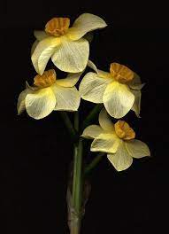 Nargis Also Known As Poet S Daffodil Inspires Us Today Its Latin Name Narcissus Poeticus Originates In The S Narcissus Flower Narcissus Beautiful Flowers