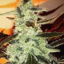 5 seeds per pack €49.01 Devil Cookies Natural Genetics Seeds Cannabis Strain Info