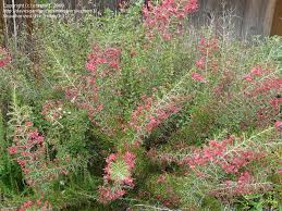 Pin On Shrubs